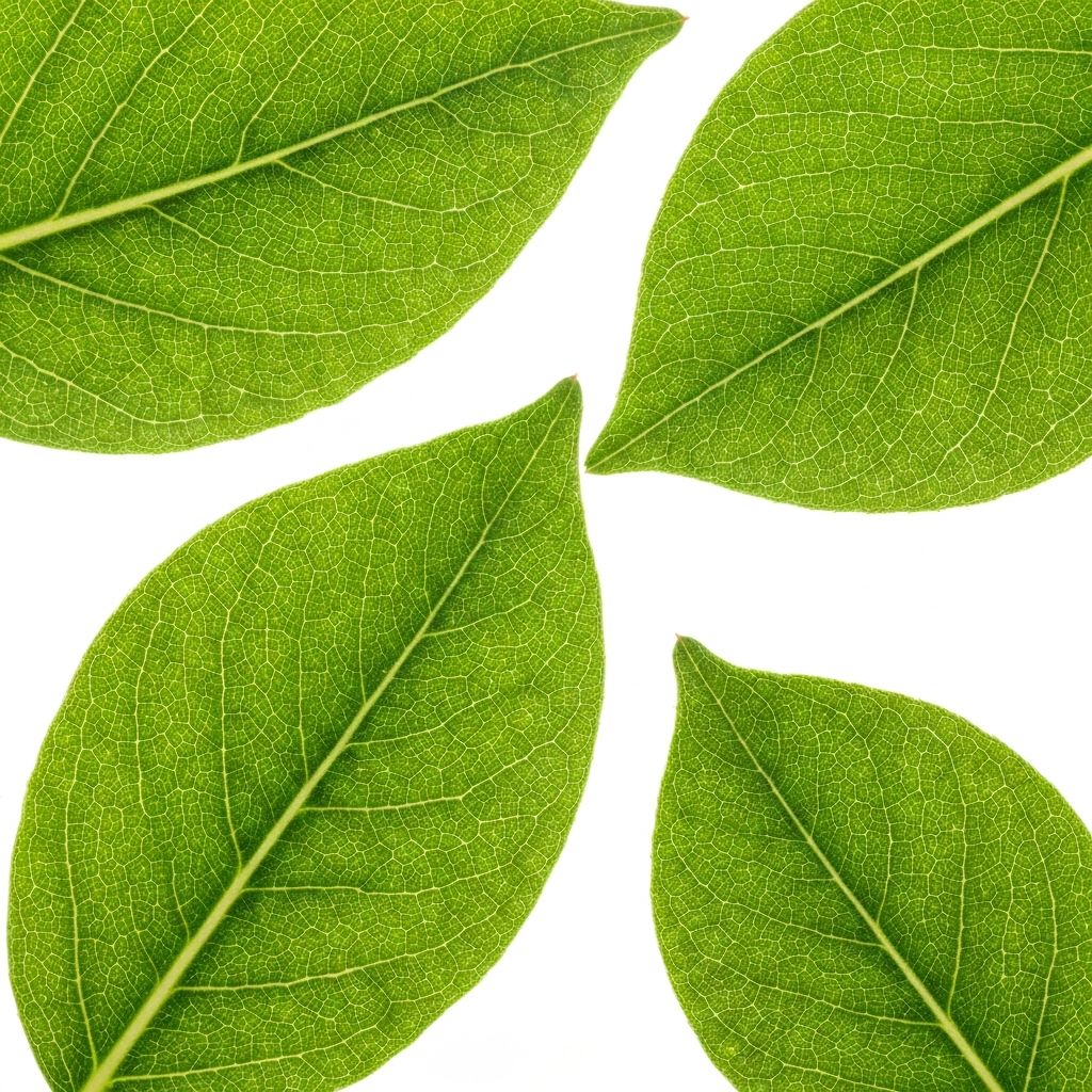 Green botanical leaves